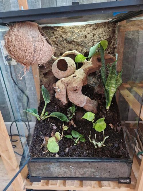 Giganterra 40x40x60 avec mâle, Dieren en Toebehoren, Reptielen en Amfibieën | Toebehoren, Gebruikt, Terrarium of Paludarium, Ophalen