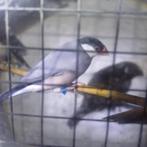 Rijstvogel, Animaux & Accessoires, Oiseaux | Oiseaux Autre