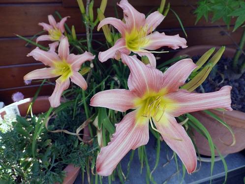 Overschot Gezonde Tuinplanten aan €.1,00/pot, Tuin en Terras, Planten | Tuinplanten, Vaste plant, Ophalen