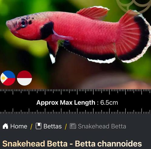 Slangenkop Betta Wild enorm zeldzaam - kweekkoppel, Dieren en Toebehoren, Vissen | Aquariumvissen, Zoetwatervis, Vis