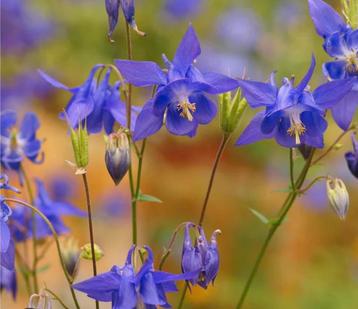 Aquilegia vulgaris (Akelei) 0474 71 22 47 beschikbaar voor biedingen