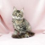Maine coon, hele lieve kittens!, Meerdere dieren, Gechipt, 0 tot 2 jaar