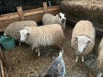 Moutons, Animaux & Accessoires, Enlèvement