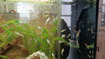 Mix endler guppy's te koop beschikbaar voor biedingen