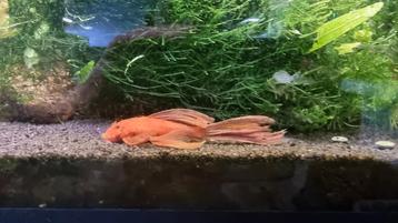 Ancistrus longfins red en lemon nu 4 á 5 cm lang beschikbaar voor biedingen