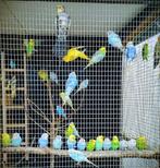 Jonge grasparkieten, Dieren en Toebehoren, Vogels | Parkieten en Papegaaien