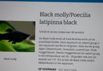 Visjes Black Molly, Dieren en Toebehoren, Vis, Zoetwatervis