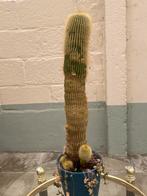 Cactus, Huis en Inrichting, Kamerplanten, Ophalen, Cactus