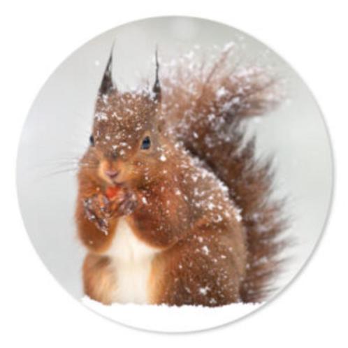 Muurcirkel eekhoorn in de sneeuw, Huis en Inrichting, Woonaccessoires | Wanddecoraties, Nieuw, Ophalen of Verzenden