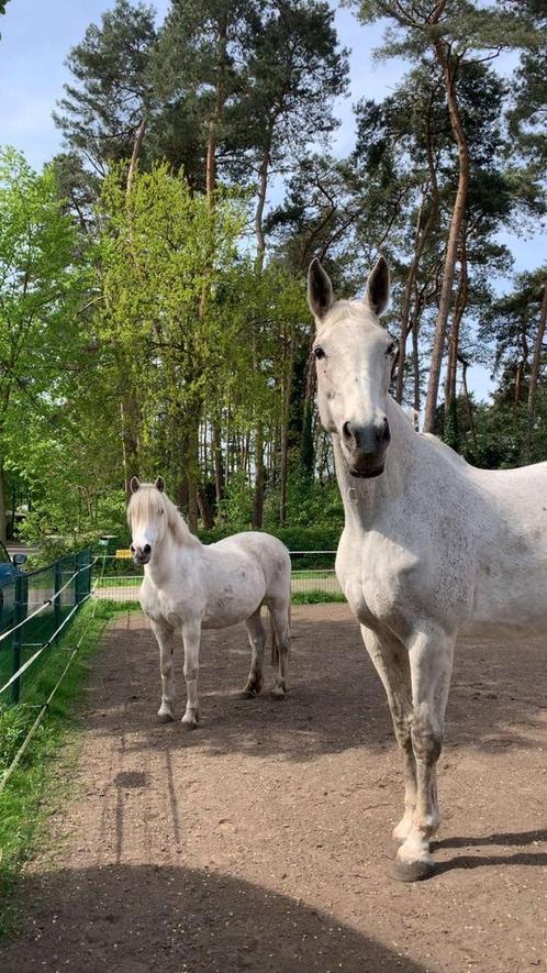 Knappe BWP merrie, Dieren en Toebehoren, Paarden, Merrie, 170 tot 175 cm, 11 jaar of ouder, Recreatiepaard, Met stamboom, Gechipt