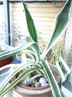 plante succulente, Ophalen, Zomer, Vaste plant, Overige soorten