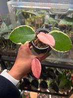 HOYA Corkosa flamingo, Huis en Inrichting, Ophalen