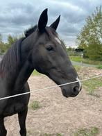 draver, recreatie, weide maatje, Dieren en Toebehoren, Paarden, Gechipt, Ruin, 160 tot 165 cm, 11 jaar of ouder