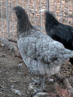 Bleu de lande legkippen, Dieren en Toebehoren, Pluimvee