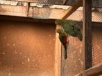 Australische Koningsparkieten, Dieren en Toebehoren, Vogels | Parkieten en Papegaaien