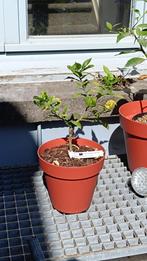 Citrus Ichang Papeda 'IVIA', Ophalen, Citroenboom