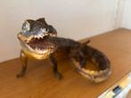 Baby krokodil, Verzamelen, Dierenverzamelingen, Ophalen, Zo goed als nieuw