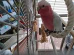 Handtamme rose kaketoe, Dieren en Toebehoren, Vogels | Parkieten en Papegaaien