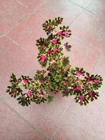 Siernetel coleus inky fingers, Huis en Inrichting, Kamerplanten, Ophalen