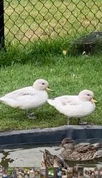 Zilver chilitaling/siereend, Meerdere dieren, Eend