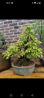 Fagus crenata bonsai, Ophalen of Verzenden