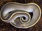 Butter yellowbelly stranger 66% dh dg/pied ball python, Slang, Tam, 0 tot 2 jaar