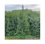 Taxus Baccata haagplanten met kluit., Jardin & Terrasse, Plantes | Arbustes & Haies, Enlèvement, Taxus