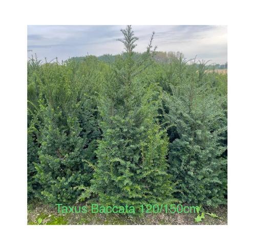 Taxus Baccata haagplanten met kluit., Jardin & Terrasse, Plantes | Arbustes & Haies, Taxus, Enlèvement