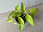 Epipremnum Golden Pothos, Huis en Inrichting, Kamerplanten, Ophalen, Overige soorten, Halfschaduw, Minder dan 100 cm