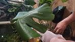 Monstera plant, Tuin en Terras, Ophalen