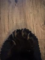 Mooie beer met cites, Enlèvement ou Envoi