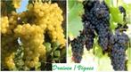 VIGNES / RAISINS BLANCS & BLEUS, 1 MÈTRE, EN POT, =12€/pièce, Jardin & Terrasse, Plein soleil, Printemps, Enlèvement ou Envoi