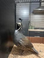 caille californienne mâle, Animaux & Accessoires, Mâle