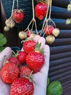 Aardbeiplantjes te ruil, Ophalen
