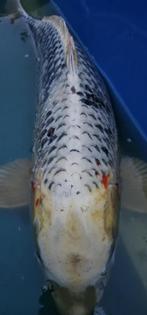 Japoński Koi 67cm / Prachtige /, Dieren en Toebehoren, Vissen | Vijvervissen