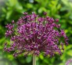 Diverse soorten vaste planten te koop, Tuin en Terras, Ophalen