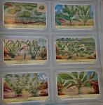 Set Liebig Prenten Aquariumplanten (1959)., Verzamelen, Foto's en Prenten, Natuur, Ophalen of Verzenden, Zo goed als nieuw, 1940 tot 1960