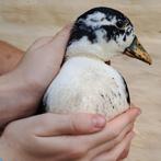Kwaker eend, Dieren en Toebehoren