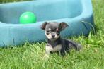 Chihuahua pups, Dieren en Toebehoren, 8 tot 15 weken, Buitenland, CDV (hondenziekte), Meerdere