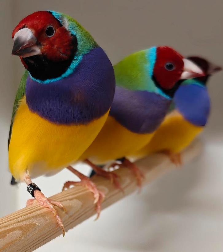 Gouldamadine's / goulds, Dieren en Toebehoren, Vogels | Overige Vogels, Tropenvogel, Meerdere dieren, Geringd