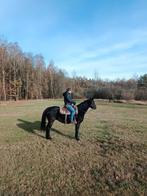 Knappe gitzwarte 17 j ruin., Animaux & Accessoires, Chevaux, Hongre