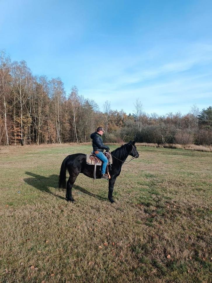 Knappe gitzwarte 17 j ruin., Animaux & Accessoires, Chevaux, Hongre