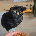 Jong grote beo met de hand grootgebracht