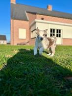 Super mignon chiot Border Collie x Aussie (garçon), Colley, Plusieurs, Parvovirose, Belgique