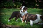 Australische Herder pups, Dieren en Toebehoren, Honden | Herdershonden en Veedrijvers, België, Reu, CDV (hondenziekte), 8 tot 15 weken