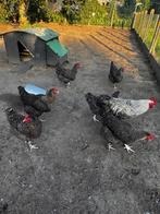 Poule coucou de malines, Dieren en Toebehoren, Pluimvee, Meerdere dieren, Kip
