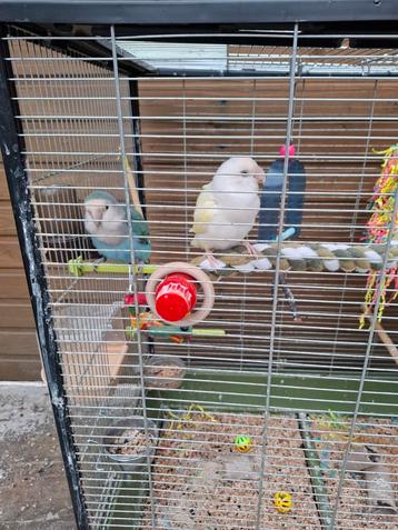 Agaporniskoppeltje, Dieren en Toebehoren, Vogels | Parkieten en Papegaaien