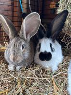 Lieve konijntjes (groot ras), Animaux & Accessoires, Lapins