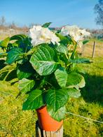 Witte hortensia, Tuin en Terras, Planten | Tuinplanten, Ophalen