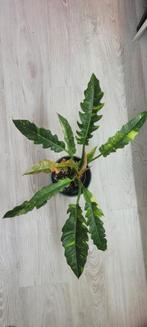 Philodendron ring of fire te koop, Ophalen